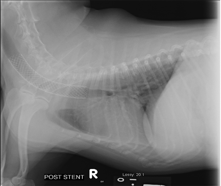 Tracheal Collapse in Dogs Complete Guide Clinician's Brief