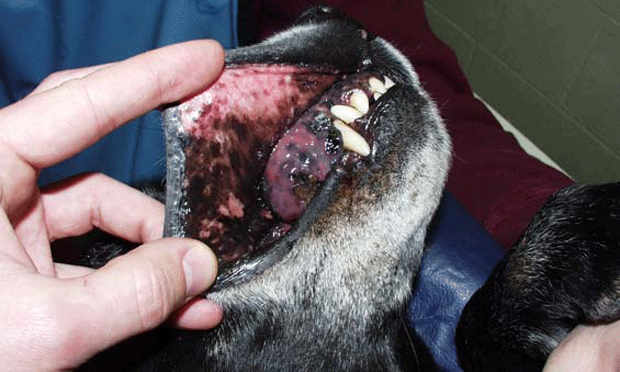 common-oral-tumors-in-dogs-cats